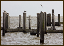 Biloxi dock with seagulls