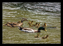 the other duck family