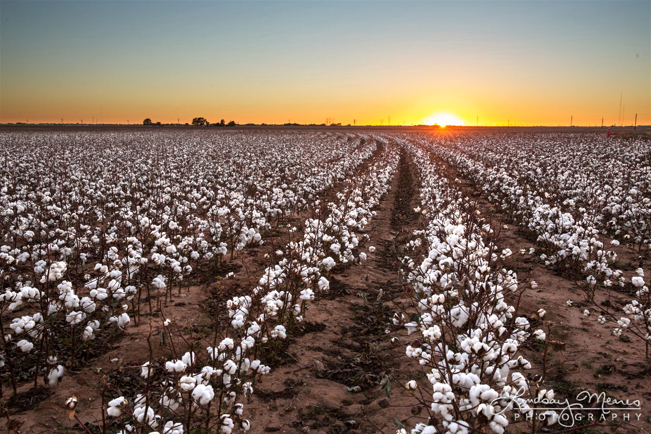 The Endless Cotton Fields of West Texas TravLin Photography