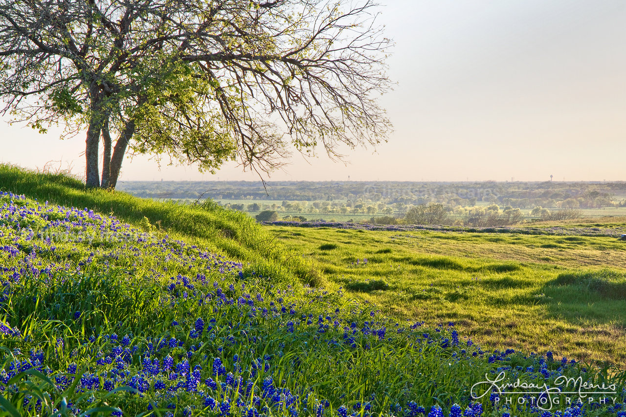 Texas Bluebonnets Photo 5x7 to 24x36 Field of Dreams by TravLin Photography Multiple Sizes 