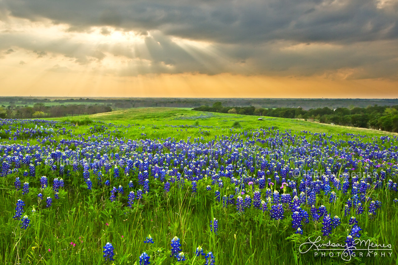 Bluebonnet Sunset Set – Texas Bluebonnets Photography – TravLin Photography